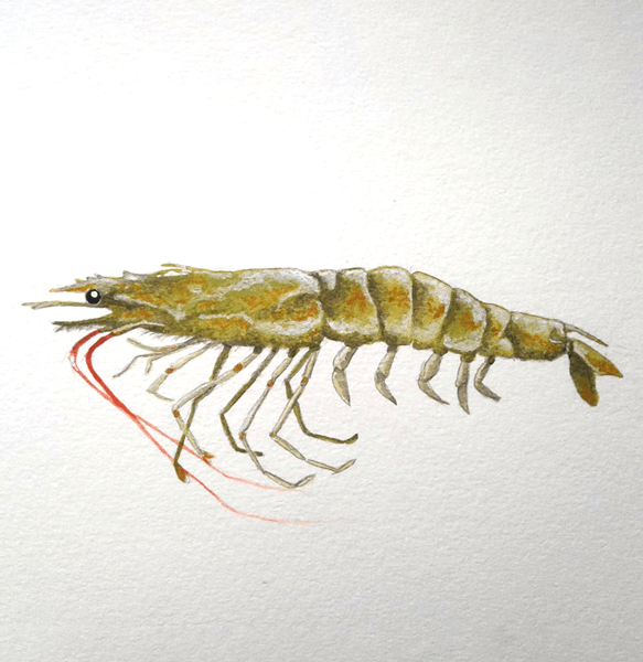 Prawn illustration by Jennifer Street
