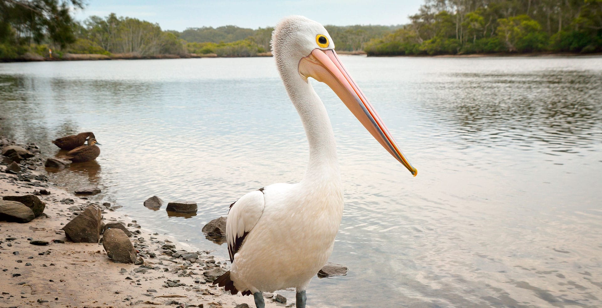 Myall River Camp | Connect with Nature, Hawks Nest, NSW Mid North Coast, glamping tents, tiny houses, campsites, pelican